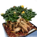 Nananthus Vittatus